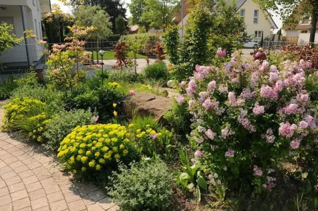 Undersized (dwarf) lilac: varieties with photos and descriptions