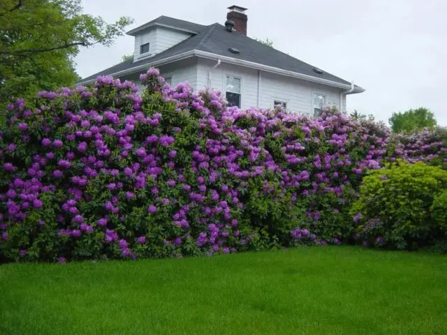 Undersized (dwarf) lilac: varieties with photos and descriptions