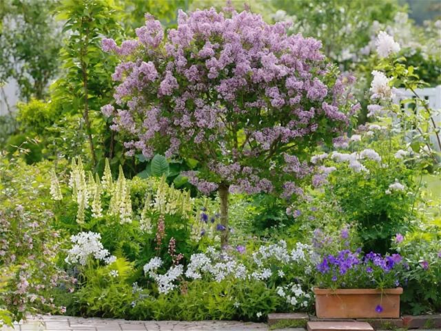 Undersized (dwarf) lilac: varieties with photos and descriptions