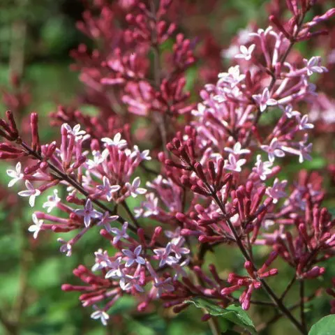 Undersized (dwarf) lilac: varieties with photos and descriptions