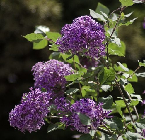 Undersized (dwarf) lilac: varieties with photos and descriptions