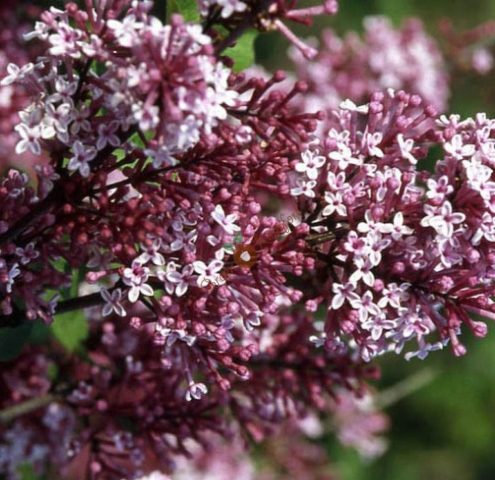 Undersized (dwarf) lilac: varieties with photos and descriptions