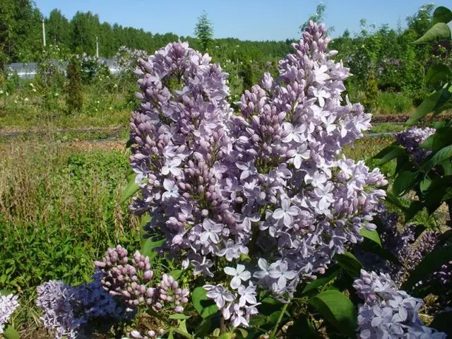 Undersized (dwarf) lilac: varieties with photos and descriptions