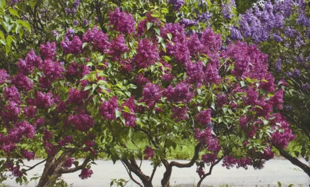 Undersized (dwarf) lilac: varieties with photos and descriptions