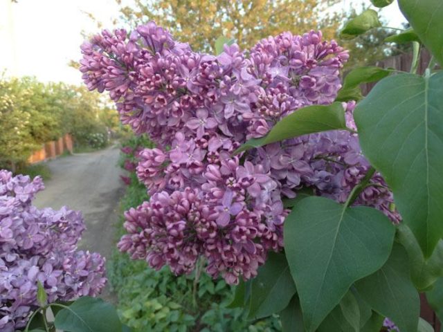 Undersized (dwarf) lilac: varieties with photos and descriptions