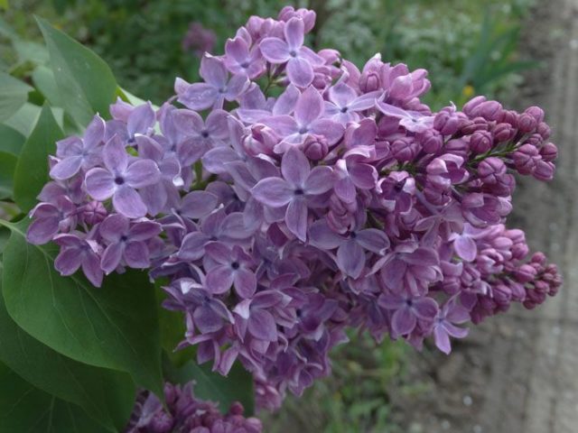 Undersized (dwarf) lilac: varieties with photos and descriptions