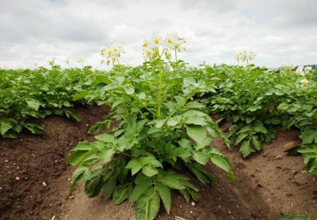 Unica potato variety: characteristics and description, photos, reviews