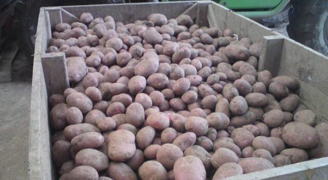 Unica potato variety: characteristics and description, photos, reviews