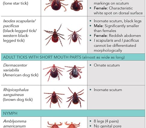 Unknown disease transmitted by ticks