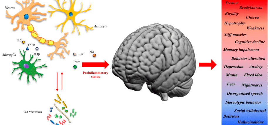 Unknown structure in the human skull. It has to do with immunity and Alzheimer&#8217;s disease