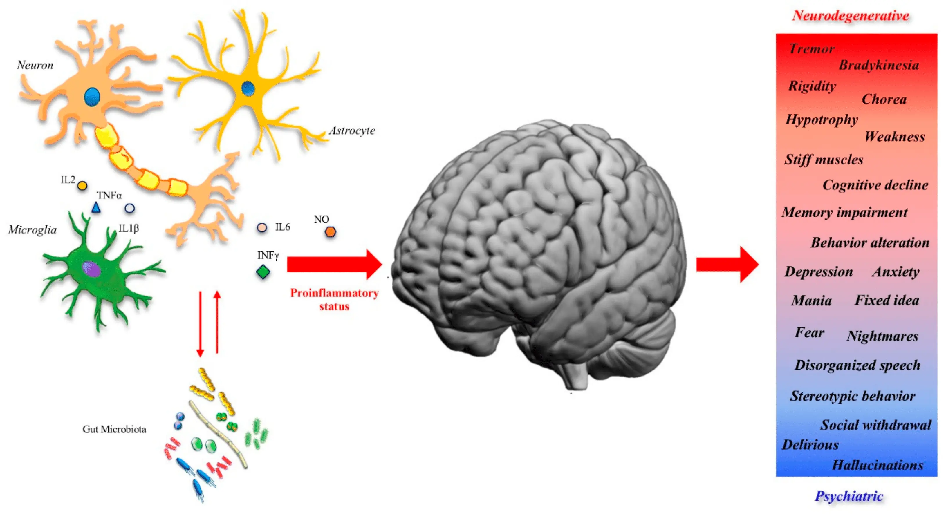 Unknown structure in the human skull. It has to do with immunity and Alzheimer&#8217;s disease