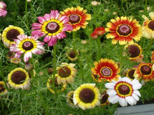 Unpretentious annuals blooming all summer: photos + names