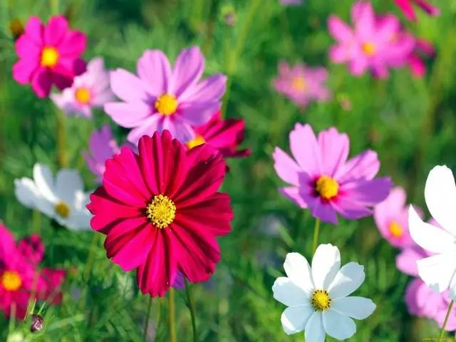 Unpretentious annuals blooming all summer: photos + names