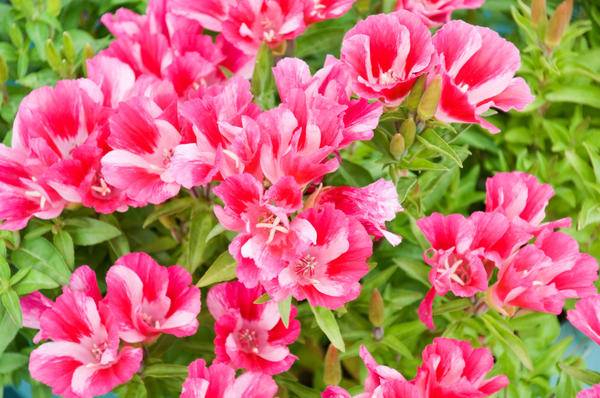 Unpretentious annuals blooming all summer: photos + names