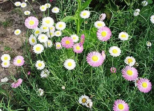 Unpretentious annuals blooming all summer: photos + names