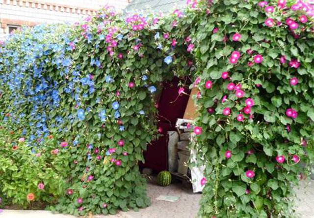 Unpretentious annuals blooming all summer: photos + names