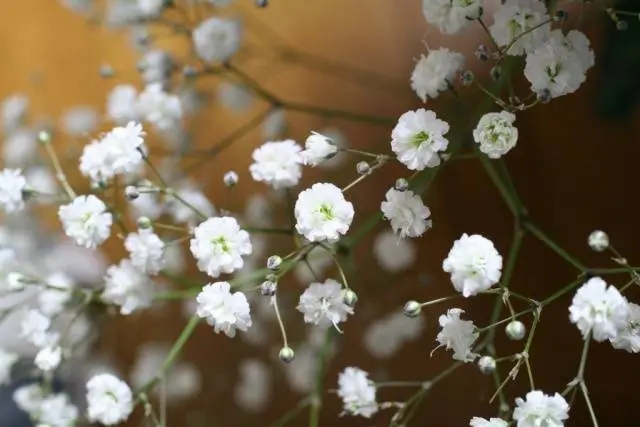 Unpretentious annuals blooming all summer: photos + names