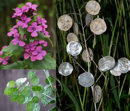 Unpretentious annuals blooming all summer: photos + names