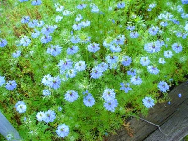 Unpretentious annuals blooming all summer: photos + names