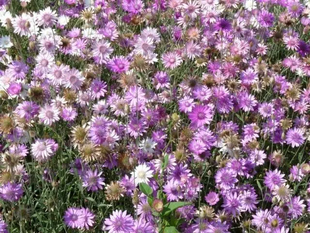 Unpretentious annuals blooming all summer: photos + names