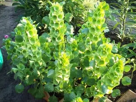 Unpretentious annuals blooming all summer: photos + names