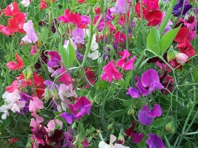 Unpretentious annuals blooming all summer: photos + names