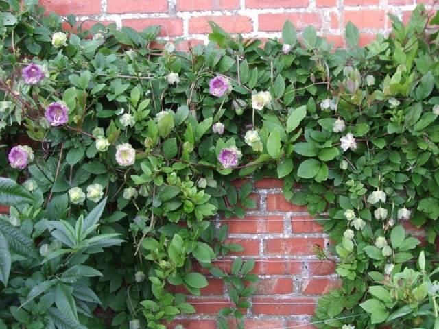 Unpretentious annuals blooming all summer: photos + names