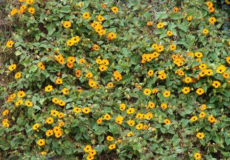 Unpretentious annuals blooming all summer: photos + names