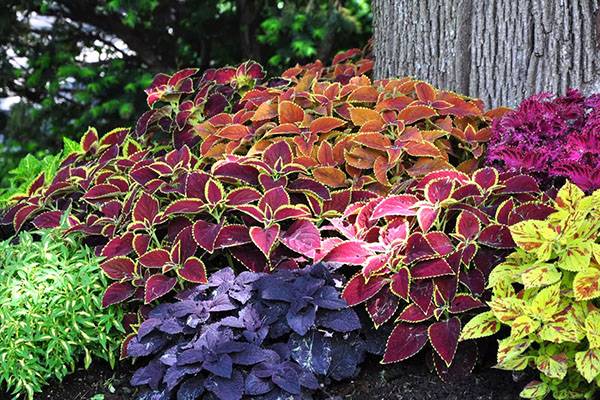 Unpretentious annuals blooming all summer: photos + names