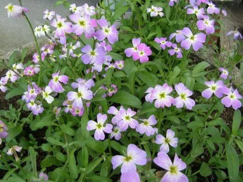 Unpretentious annuals blooming all summer: photos + names