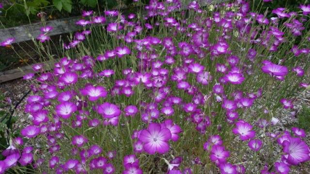 Unpretentious annuals blooming all summer: photos + names