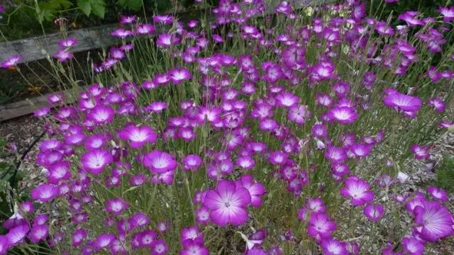 Unpretentious annuals blooming all summer: photos + names