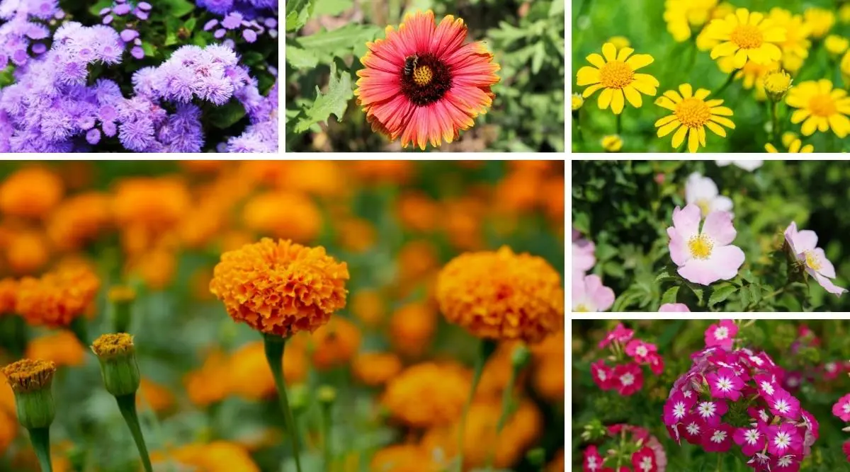 Unpretentious annuals blooming all summer: photos + names