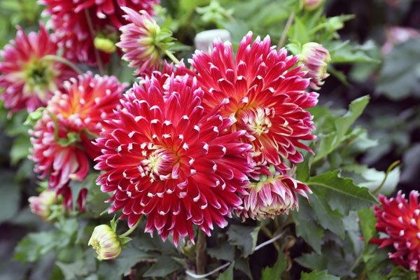 Unpretentious annuals for the garden - an inexpensive decoration of flower beds