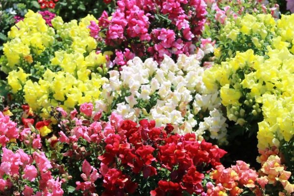 Unpretentious annuals for the garden - an inexpensive decoration of flower beds