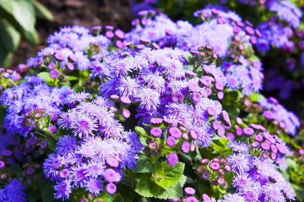 Unpretentious annuals for the garden - an inexpensive decoration of flower beds