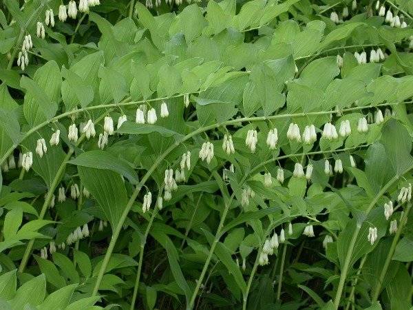 Unpretentious perennials for giving + photo