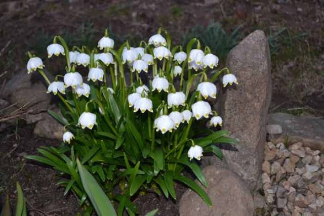 Unpretentious perennials for giving + photo