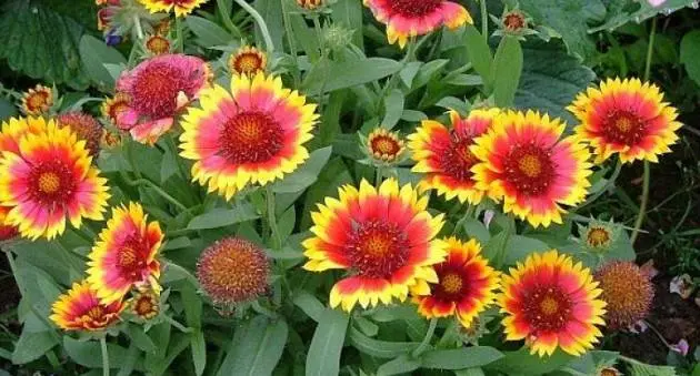 Unpretentious perennials for giving + photo