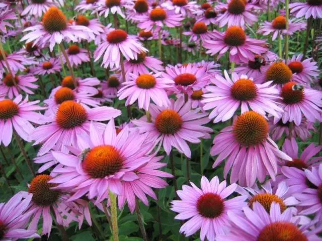 Unpretentious perennials for giving + photo