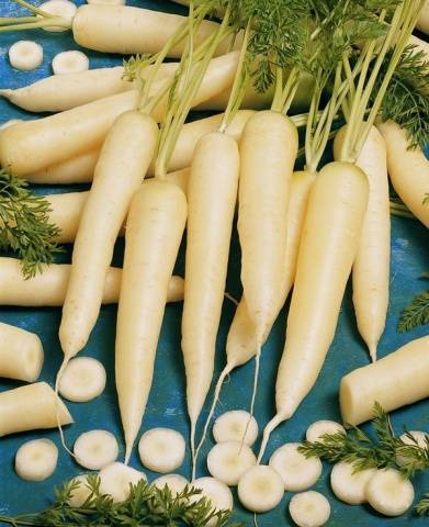 Unusual varieties of colorful carrots