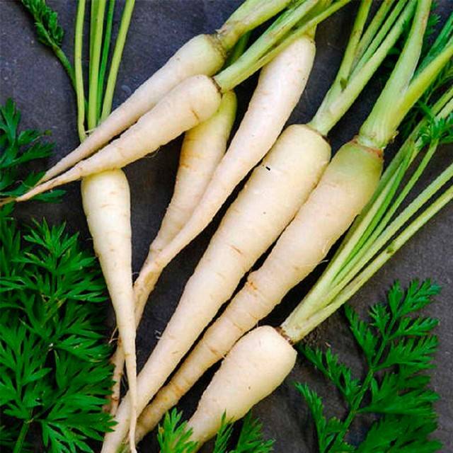 Unusual varieties of colorful carrots