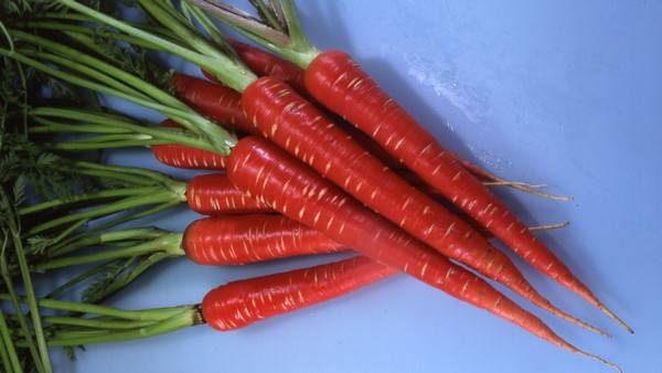 Unusual varieties of colorful carrots