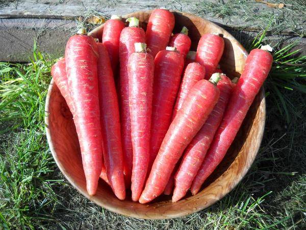 Unusual varieties of colorful carrots