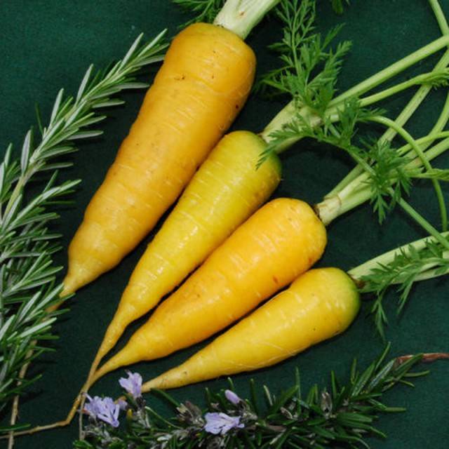 Unusual varieties of colorful carrots