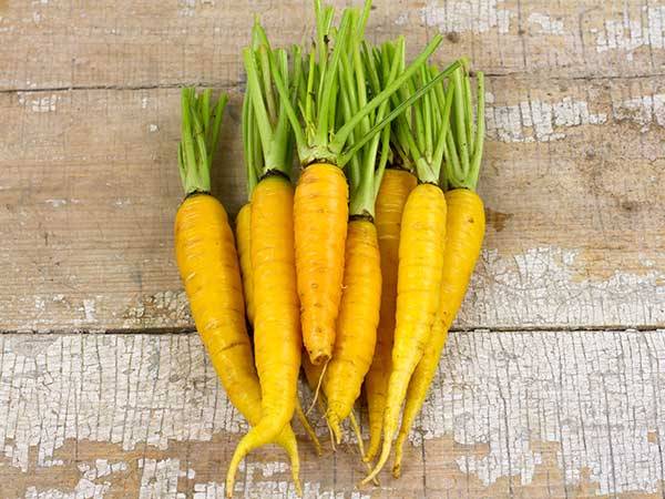 Unusual varieties of colorful carrots