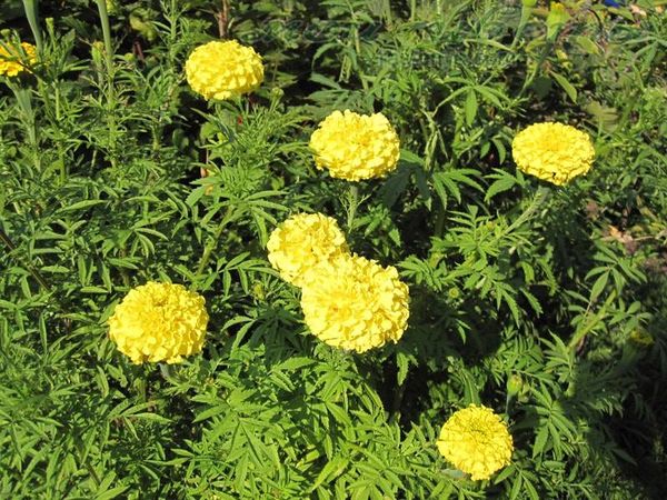 Upright marigolds: undersized flowers, giants, terry, French varieties, photos of species Mix, Spoon, Hawaii, Eskimo