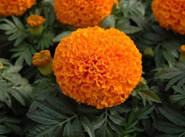 Upright marigolds: undersized flowers, giants, terry, French varieties, photos of species Mix, Spoon, Hawaii, Eskimo