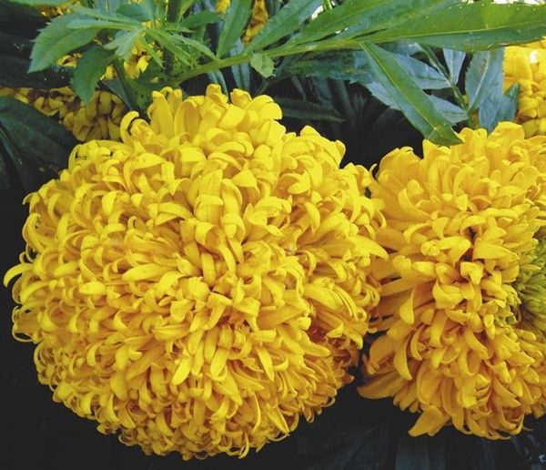 Upright marigolds: undersized flowers, giants, terry, French varieties, photos of species Mix, Spoon, Hawaii, Eskimo