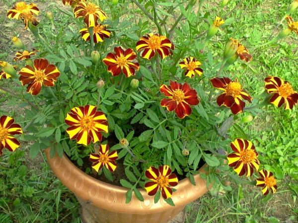 Upright marigolds: undersized flowers, giants, terry, French varieties, photos of species Mix, Spoon, Hawaii, Eskimo